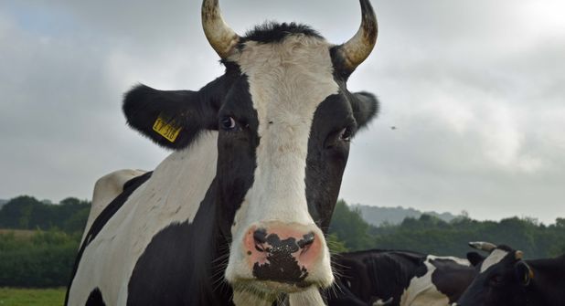 Am Donnerstag, 18. September, bietet die KVHS in ihrem Programm eine Führung auf dem Bio-Hof Berg an.