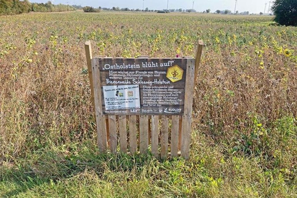 Eine der besichtigten Blühflächen