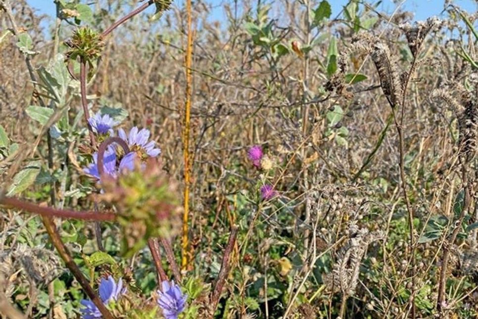Artenreichtum beim genaueren Hinsehen: Wegwarte, Bienenfreund, Persischer Klee, Weg-Rauke, Leinen, Acker-Kratzdistel (Quelle: Kreis Ostholstein, Fachdienst Natur und Boden)