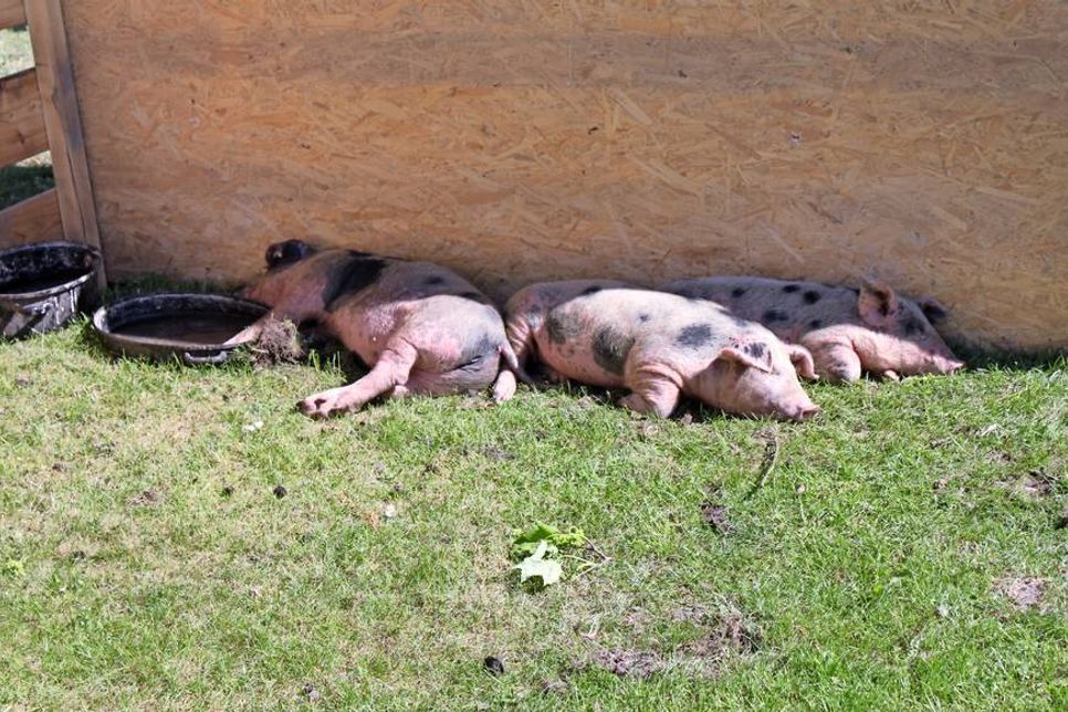 So ließ es sich aushalten: Auch die Schweinchen genossen das tolle Wetter.