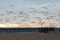 Strand, Himmel, Möwen - zu jeder Jahres- und Tageszeit ein schönes Motiv, wie auch Larissa Scharping es mit diesem Bild beweist.