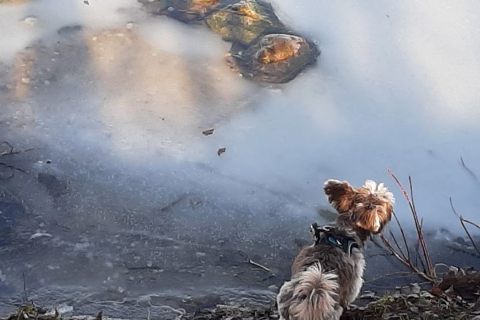 Dieses Foto entstand an den Angelteichen, der Weg zu den Teichen geht von der Kirschenallee ab.