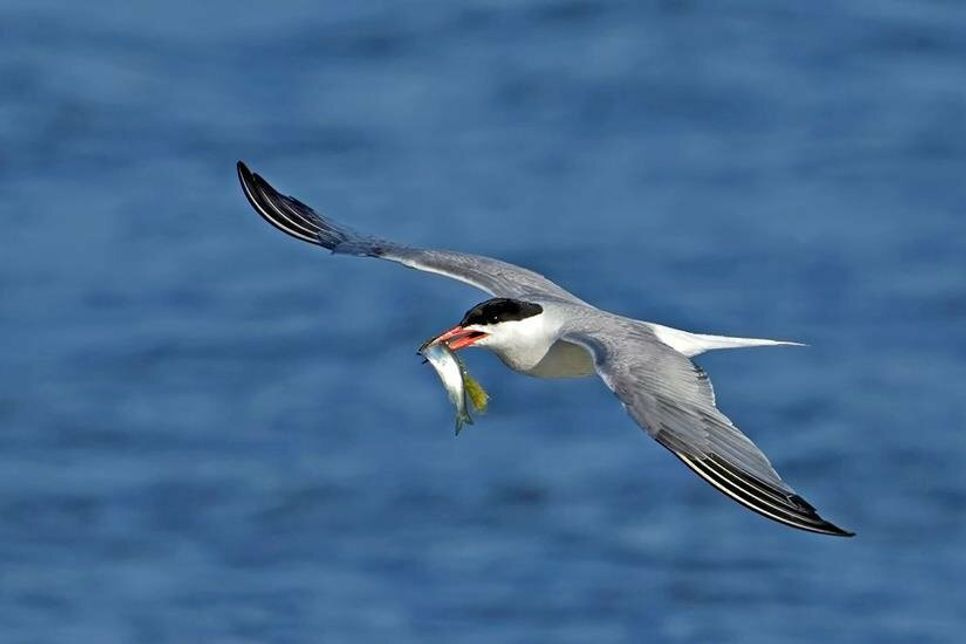 Emsig bringen die Elternvögel kleine Fische zu ihren Nistplätzen, wo der hungrige Nachwuchs wartet.