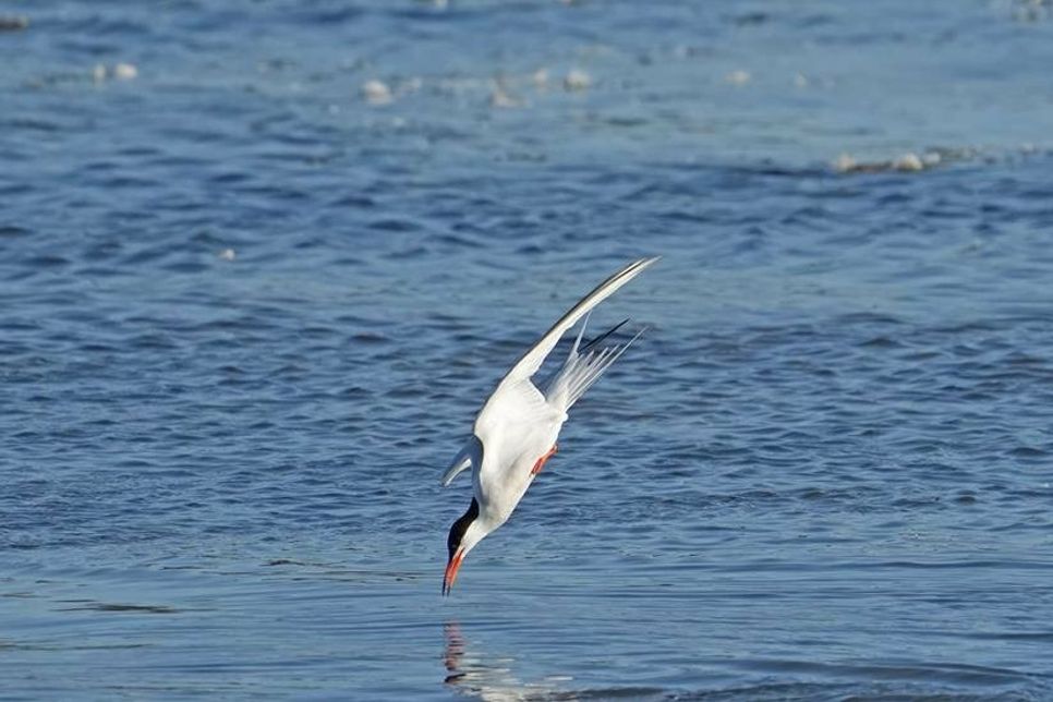 Im rasanten Sturzflug ins Wasser: Die Flussseeschwalben am Sehlendorfer Binnensee hatten im Sommer 2023 viel zu tun, um ihre Küken mit Nahrung zu versorgen.