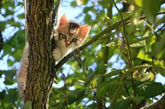 Katzen sind mit rund 16,7 Millionen Tieren das beliebteste Haustier der Deutschen. Bei ihrer Fütterung und Pflege fallen da auch jede Menge Abfälle und Verpackungsmaterialien an. (Foto: pixabay)