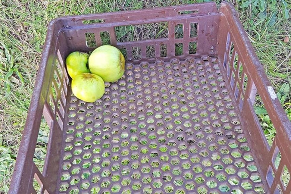 Nach dem Diebstahl gibt es nichts mehr zu ernten.