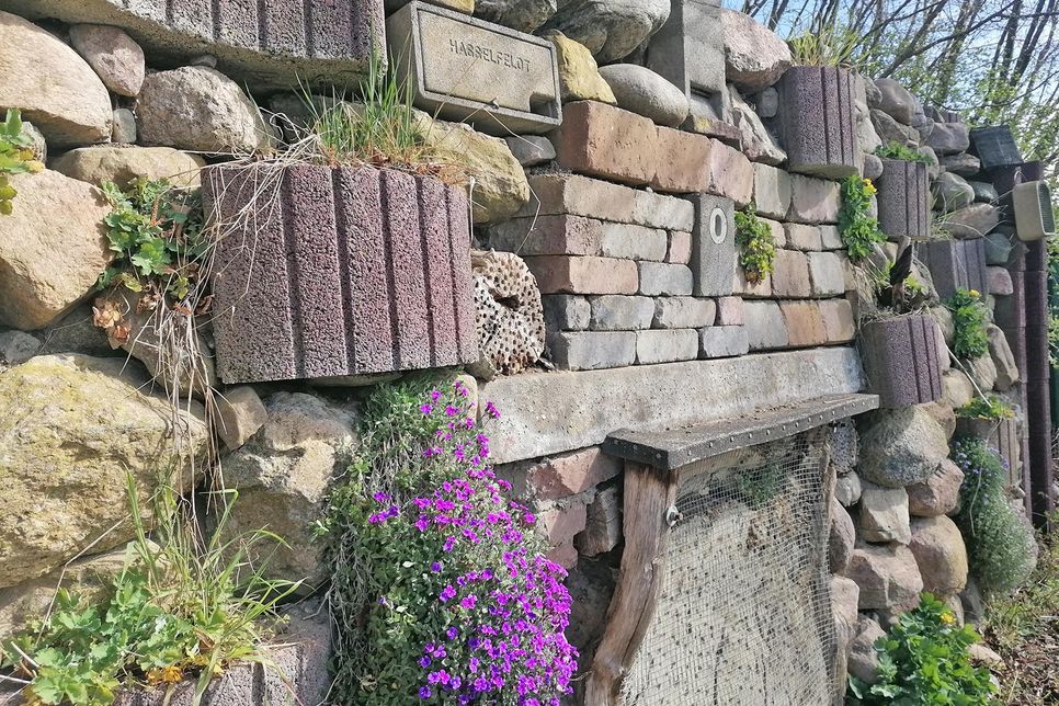 Dr. Werner Sachs Lösungsvorschlag für eine gute Nachbarschaft ist eine Klimamauer, wie sie Klassen der Weber- und der Vossschule errichtet haben.