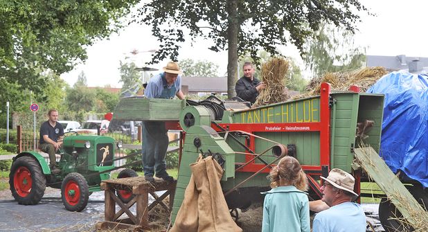 Der museumseigene Dreschkasten „Tante Hilde“ ist beim Dreschtag im Probstei Museum im Einsatz.