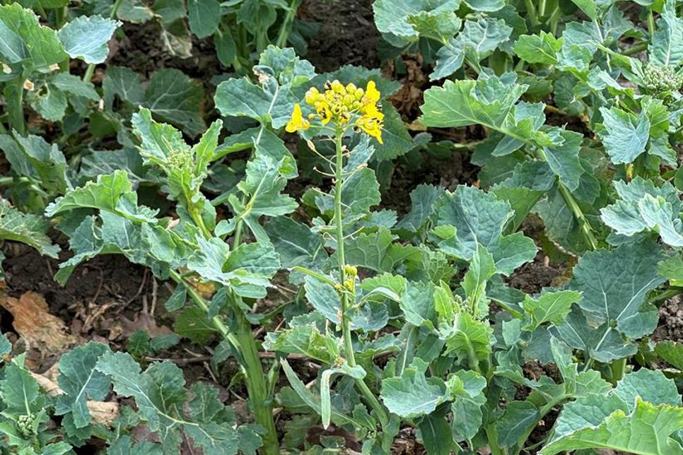 Die erste Rapsblüte.