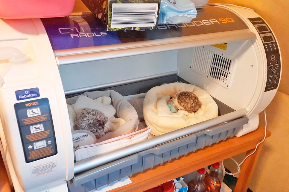 Für die Leichtgewichte gilt es, tüchtig zuzulegen.