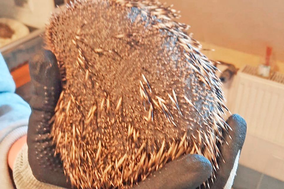 Durch einen Hautpilz leidet dieser Igel an Stachelverlust.