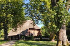 Im Naturerlebnisraum Historischer Pfarrhof Schönwalde kann man alte, beeindruckende Baumgestalten erleben: hier eine alte Esche und Rosskastanien rund um die Pfarrscheune. (Foto: Romahn)