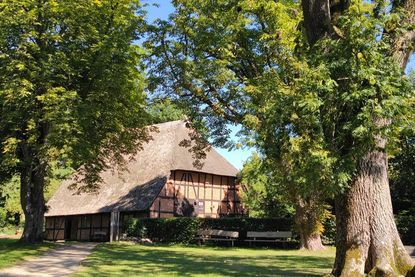 Im Naturerlebnisraum Historischer Pfarrhof Schönwalde kann man alte, beeindruckende Baumgestalten erleben: hier eine alte Esche und Rosskastanien rund um die Pfarrscheune. (Foto: Romahn)