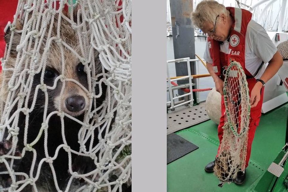 Seenotretter Hergen Gloystein „fischte“ den jungen Marderhund mit dem Kescher aus dem Hafen. Foto: DGzRS – Die Seenotretter
