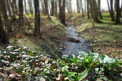 Der kleine plätschernde Steinbach begegnet und begleitet uns auf der Wanderung.