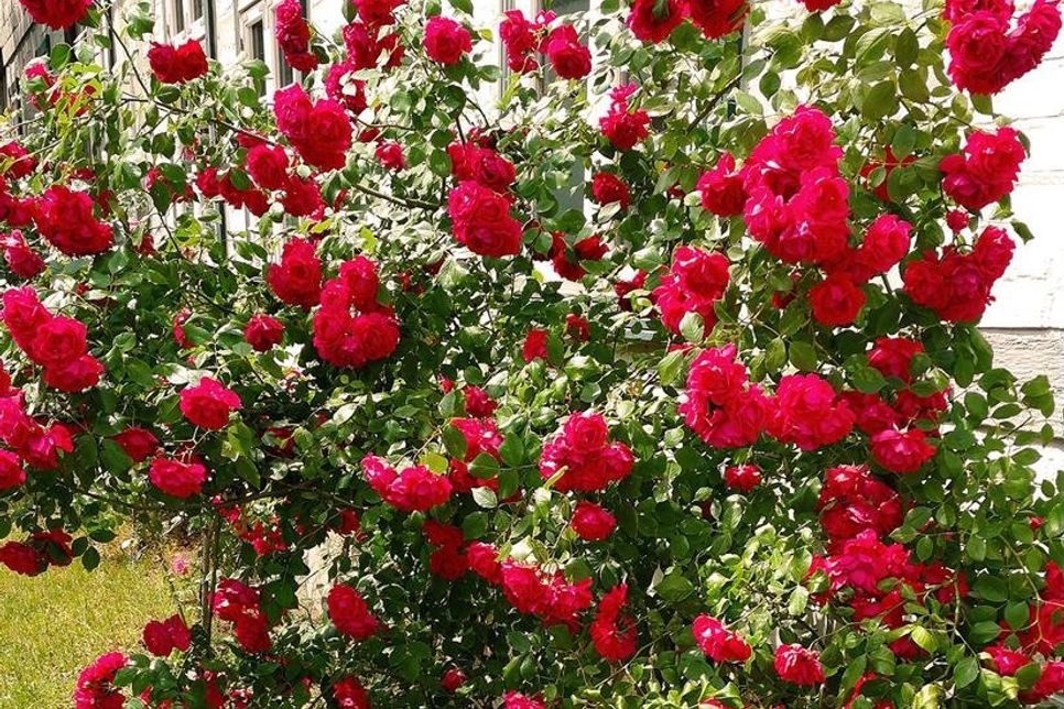 Über üppige Rosenblüte bis in den Herbst hinein freuen sich Gartenfreunde dank biologisch wirksamer Mittel zur Pflanzenstärkung. (Foto: djd/www.waldleben.eu)