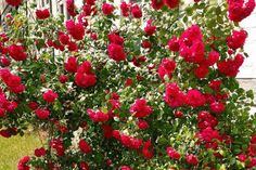 Über üppige Rosenblüte bis in den Herbst hinein freuen sich Gartenfreunde dank biologisch wirksamer Mittel zur Pflanzenstärkung. (Foto: djd/www.waldleben.eu)