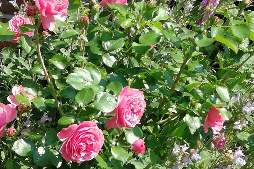 Romantische Rosen, Akelei und Salbei sind ein gutes Team im Cottage-Garten. (Foto: djd/www.waldleben.eu)