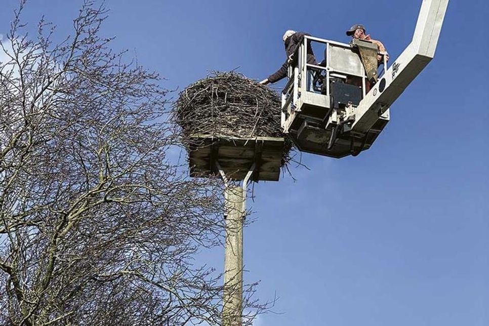 Das Storchennest in Warnsdorf wurde vor Kurzem gründlich gereinigt.