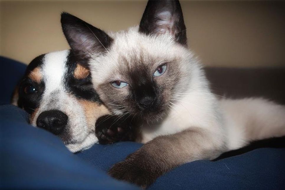 Keine Sorge: Derzeit gibt es laut WHO keine Anhaltspunkte dafür, dass Hunde und Katzen sich mit dem Coronavirus anstecken bzw. es übertragen können.