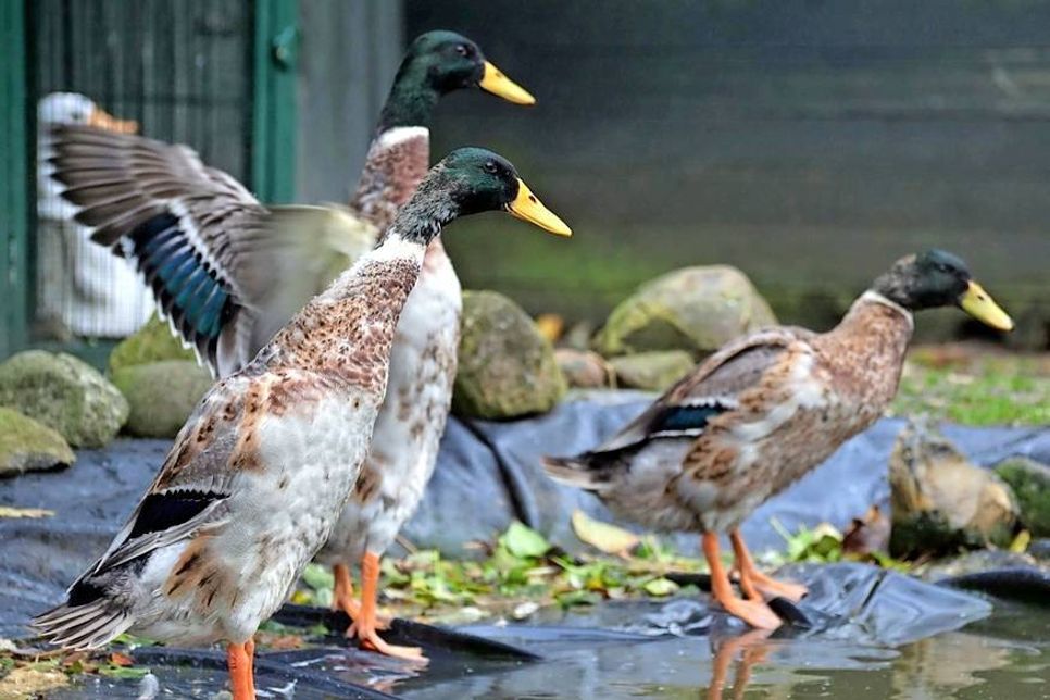 Drei ausgewachsene Laufenten suchen schnellstmöglich einen neuen Wirkungskreis. Bei Interesse bitte mit der Tierhilfe Ostholstein (in Liquidation) unter Tel. 04561/16267 in Verbindung setzen. (red)