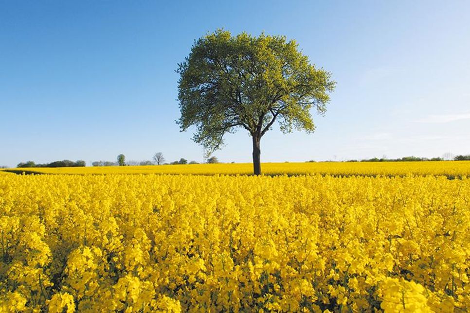 Das Siegerfoto von Peter Wagener.