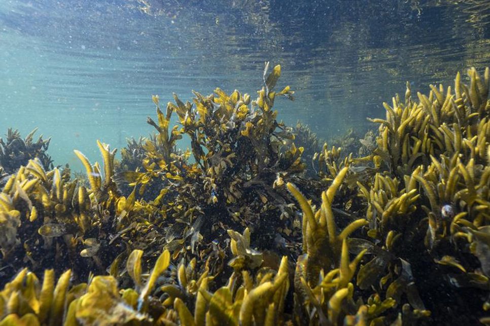 Neue Wege im Ostseeschutz: Die Züchtung von Blasentang kann eine mögliche Maßnahme sein, um auf natürlichem Wege Nährstoffe aus der Ostsee zu binden.