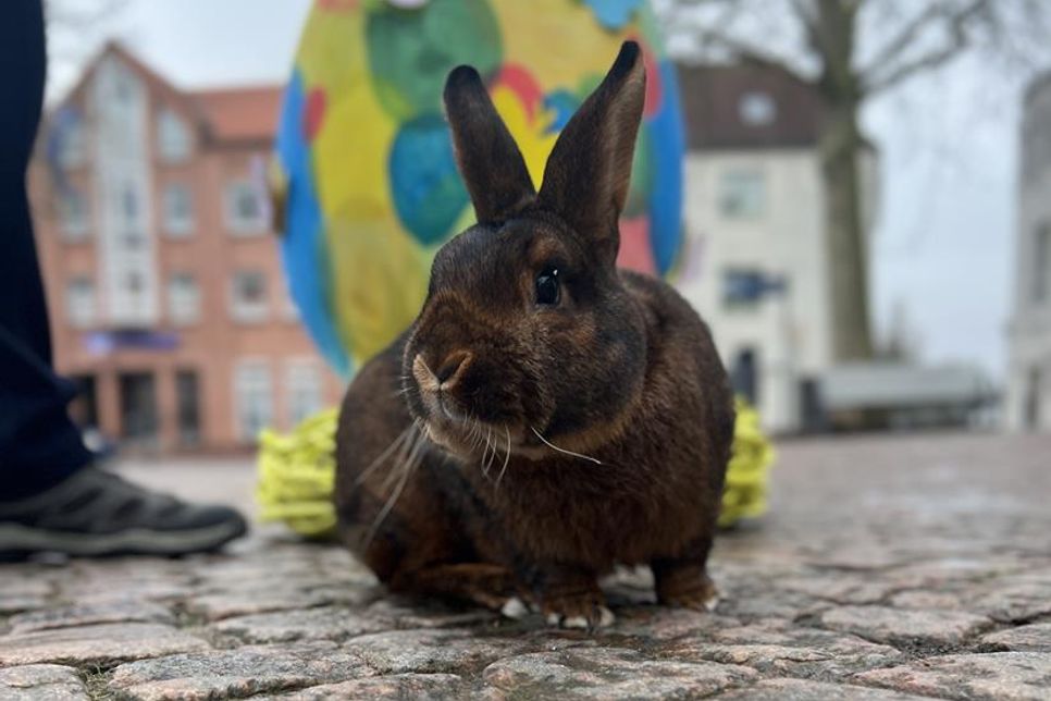 Auch der Kaninchenzüchterverein wird mit vielen süßen Hasen auf dem Ostermarkt zu Gast sein.
