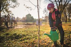 Der Herbst eignet sich hervorragend für neue Pflanzungen, da die Temperaturen noch gemäßigt und der Boden noch warm ist. So können die neuen Pflanzen gut anwurzeln vor dem Winter.