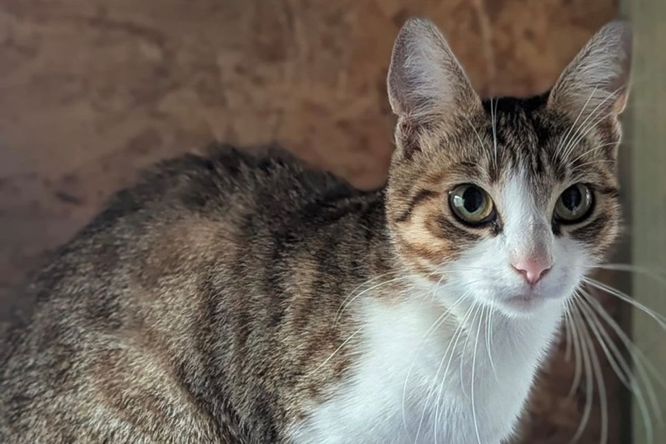 „Lea“ ist eine verschmuste, dankbare und menschenbezogene, junge Katze.