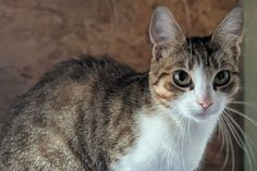 „Lea“ ist eine verschmuste, dankbare und menschenbezogene, junge Katze.