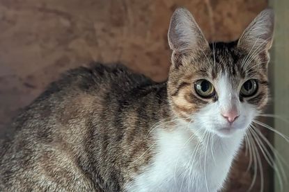 „Lea“ ist eine verschmuste, dankbare und menschenbezogene, junge Katze.