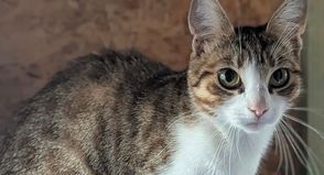 „Lea“ ist eine verschmuste, dankbare und menschenbezogene, junge Katze.