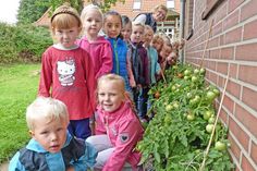Bjarne, Maileen, Rebekka, Tabea, Luca, Louis und ihre Tomatengärtner-Kollegen aus dem Sarauer Kindergarten Schatzkiste freuen sich über die reiche Ernte an den selbstgesäten Tomatenbüschen – die roten Tomaten übrigens verstecken sich unter den Blättern