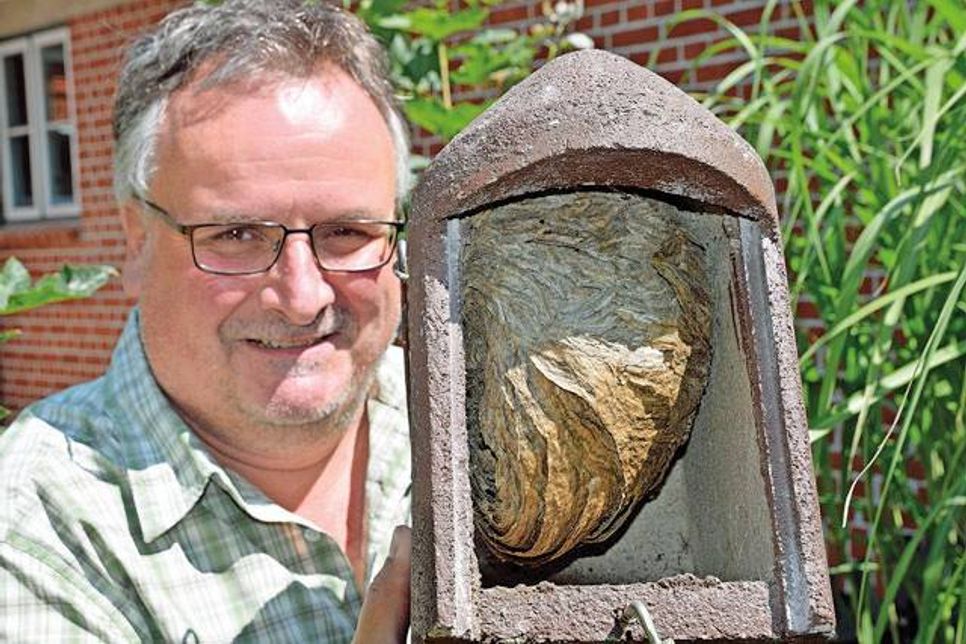 Carsten Pusch hat ein altes Nest aufbewahrt, das Wespen in einen Vogelnistkasten kunstvoll eingebaut haben. Foto: Schneider