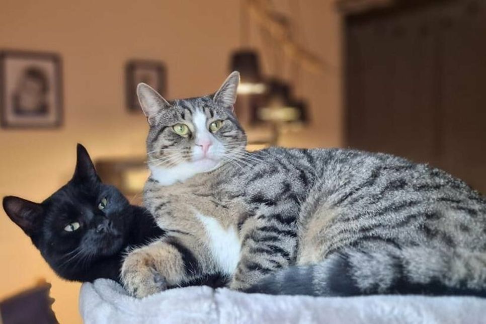 Wer sich in Zukunft von diesen Schätzchen umgarnen lassen möchte, meldet sich bitte bei Tiere in Not.