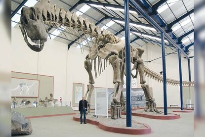 Er geht der Frage nach, warum Dinosaurier derart groß werden konnten.