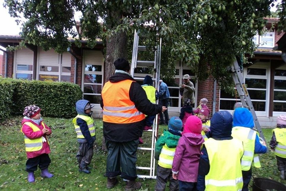 Die „Igelgruppe“ des Kindergartens Grube bei der Erntearbeit.