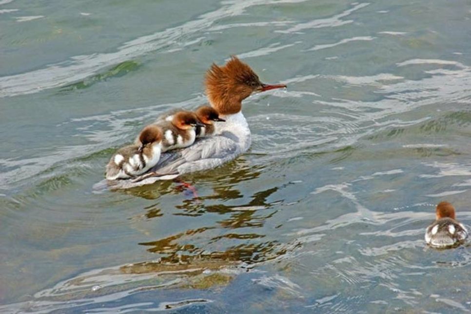 Gänsesäger mit seinen Jungen.