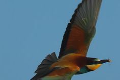 Klimagewinner der Vogelwelt: Der farbenfrohe Bienenfresser, früher nur aus warmen Gegenden Deutschlands als Brutvogel bekannt, brütet inzwischen regelmäßig in Schleswig-Holstein.