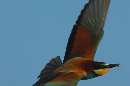Klimagewinner der Vogelwelt: Der farbenfrohe Bienenfresser, früher nur aus warmen Gegenden Deutschlands als Brutvogel bekannt, brütet inzwischen regelmäßig in Schleswig-Holstein.