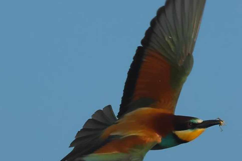 Klimagewinner der Vogelwelt: Der farbenfrohe Bienenfresser, früher nur aus warmen Gegenden Deutschlands als Brutvogel bekannt, brütet inzwischen regelmäßig in Schleswig-Holstein.
