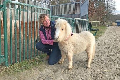 Shetlandpony Blond Czar, genannt Cevin, wurde im 1. Lockdown geboren.