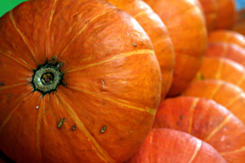 Kürbisse sind das Symbol des Herbst und schmecken dazu auch super lecker.