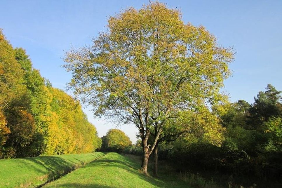 Eschentriebsterben ist eine Pilzerkrankung bei Eschen, die um sich greift.