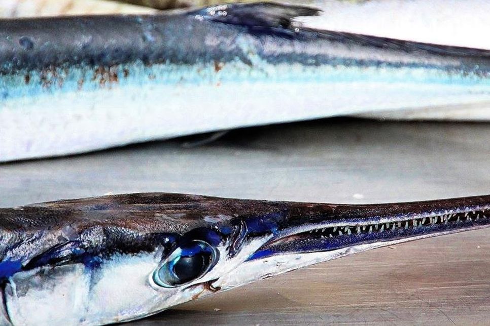 Fangfrisch besonders lecker: In Stücke schneiden, würzen, mehlieren und ab in die Pfanne.