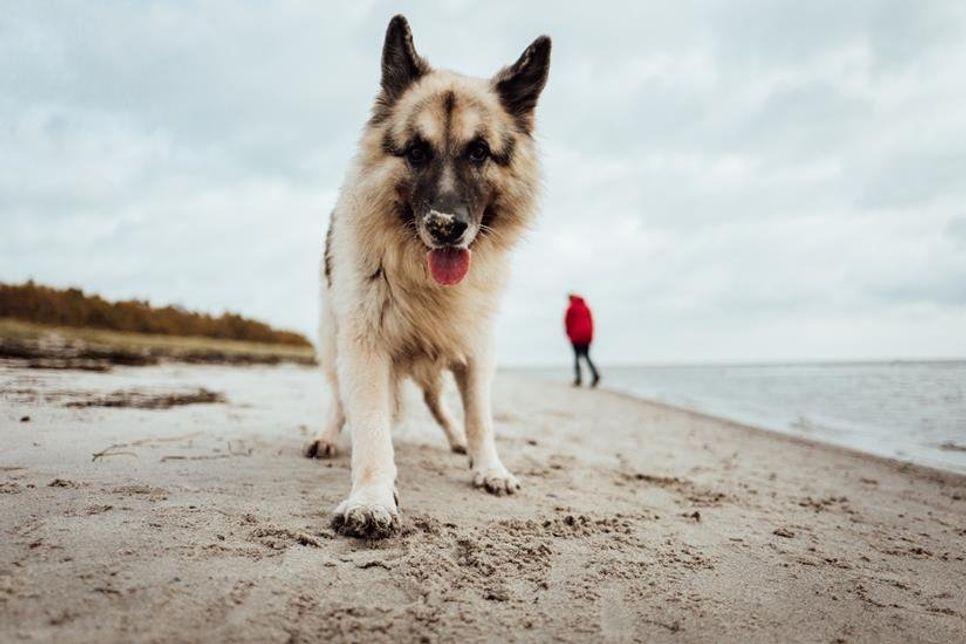 Vom 1. November bis 31. März darf der liebste Vierbeiner wieder alle Strandabschnitte des Ostseeferienlandes besuchen.