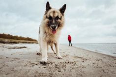 Vom 1. November bis 31. März darf der liebste Vierbeiner wieder alle Strandabschnitte des Ostseeferienlandes besuchen.