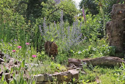 Die beste Igelhilfe ist ein naturnah gestalteter Garten.