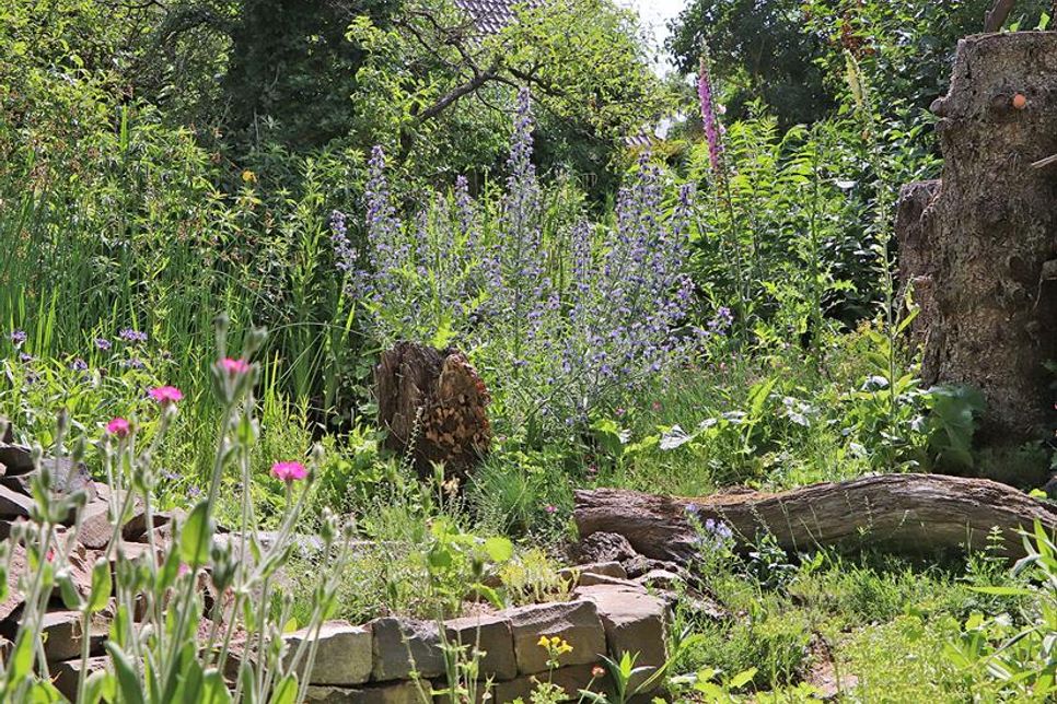 Die beste Igelhilfe ist ein naturnah gestalteter Garten.